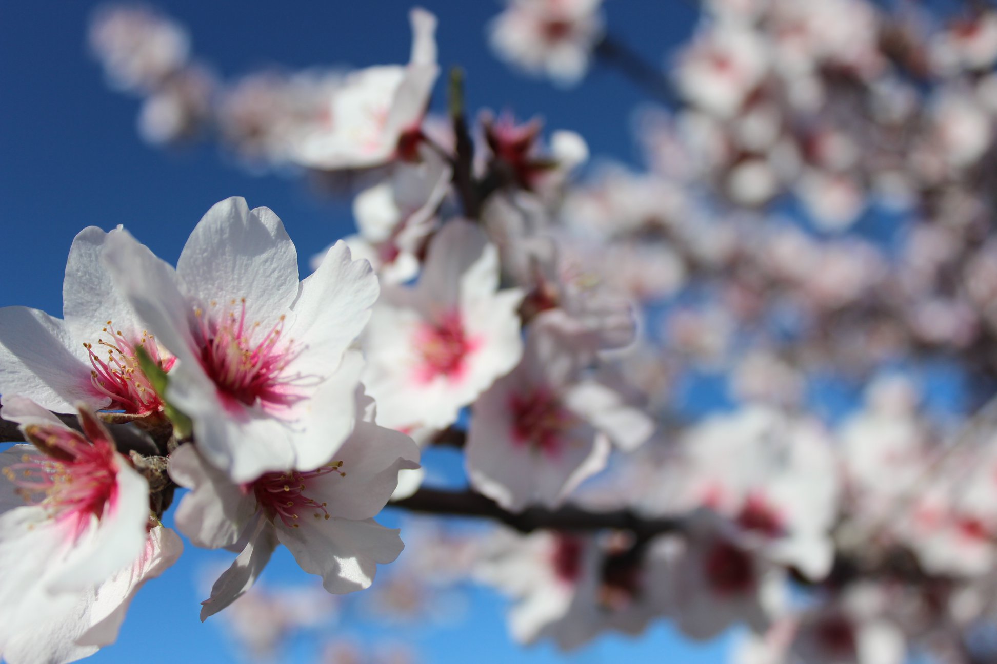 Seca: Imagem icónica das amendoeiras em flor no Algarve pode desaparecer se nada for feito