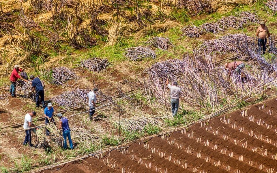 UE/Agricultores: Bruxelas adota isenção parcial das regras aplicáveis às terras em pousio