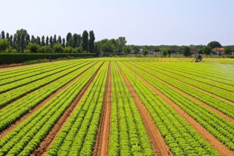 Pagamentos aos sectores agroflorestal e das pescas totalizam 1.400 milhões de euros