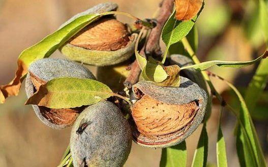 Produção de amêndoa em Portugal aumenta quase 40 mil toneladas entre 2010 e 2022