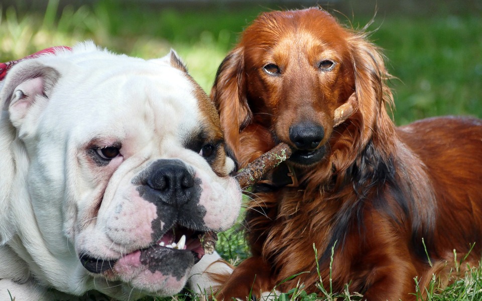 Fidelidade adquire “Veterinários sobre Rodas”