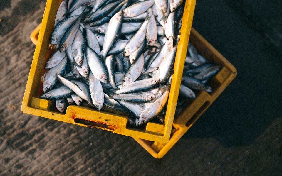 Peixe foi o alimento que registou maior subida do preço em outubro