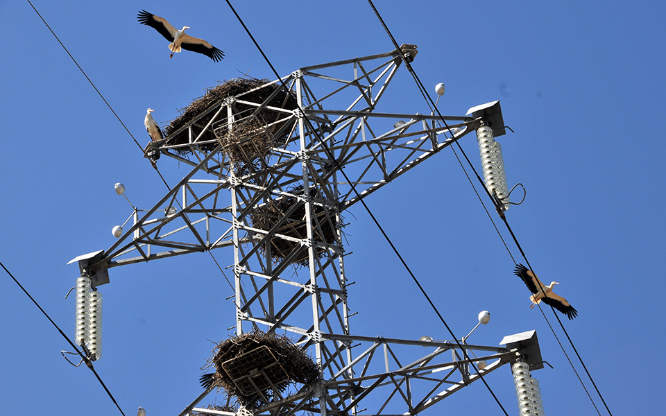 E-Redes renova protocolo Avifauna para proteger aves das linhas de média e alta tensão