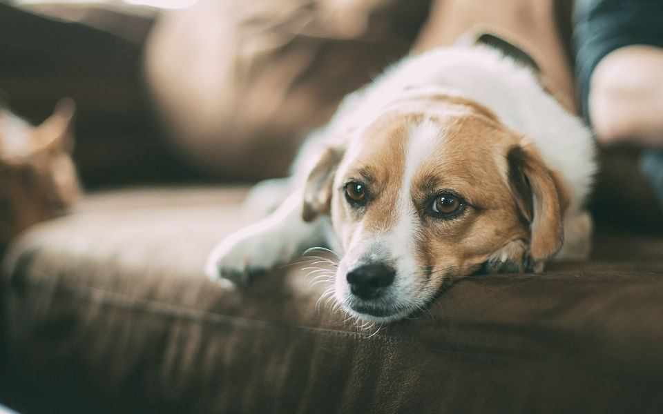 Já está a aproveitar o tempo quente? E o seu animal de estimação?