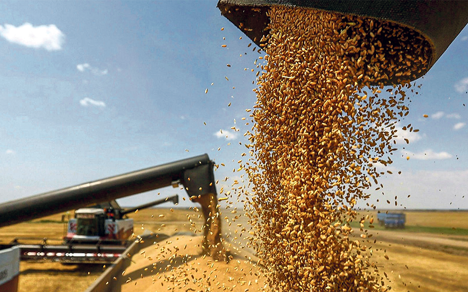 Associação de Jovens Agricultores defende revisão de estratégia para os cereais