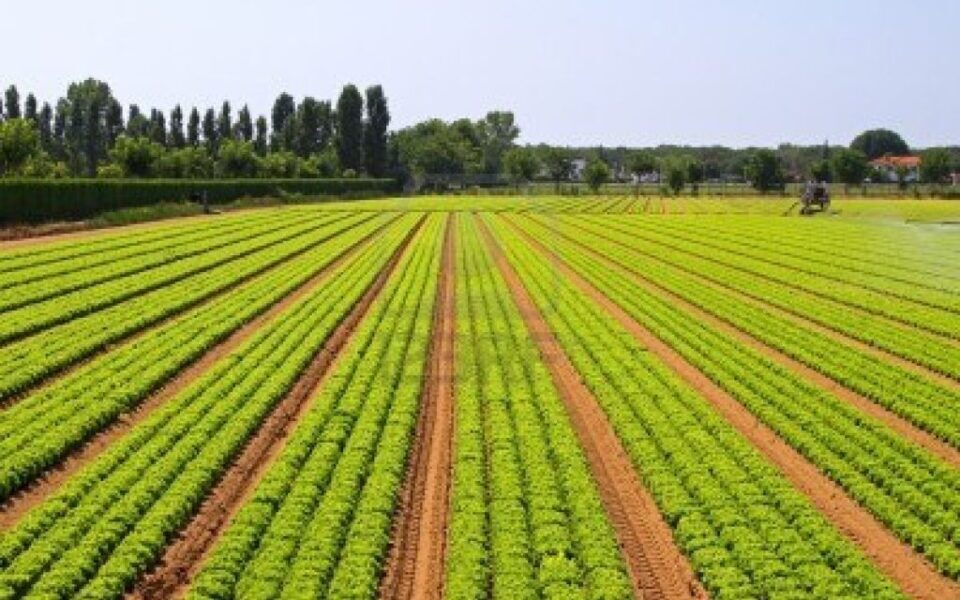 Ministro da Agricultura acusa anterior Governo de desperdiçar PRR e alerta contra “radicalismo verde”