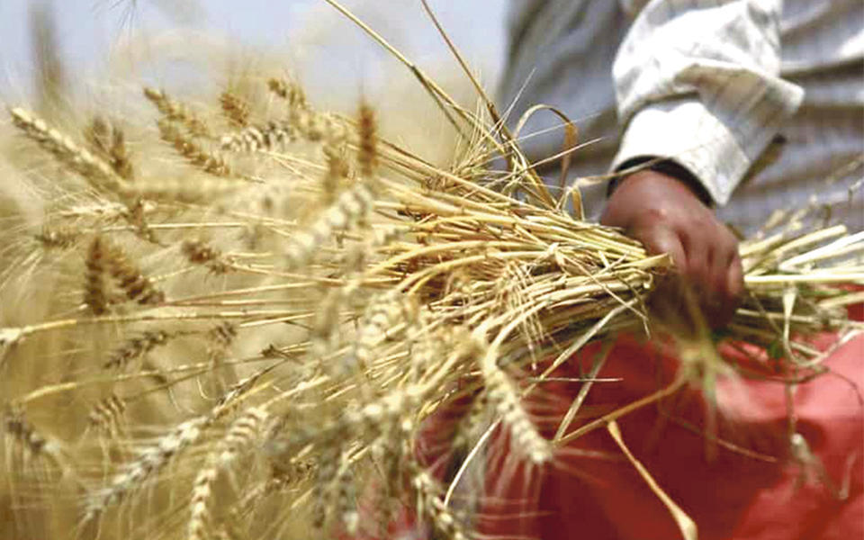 Produção de cereais no Alentejo sobe, mas qualidade é inferior