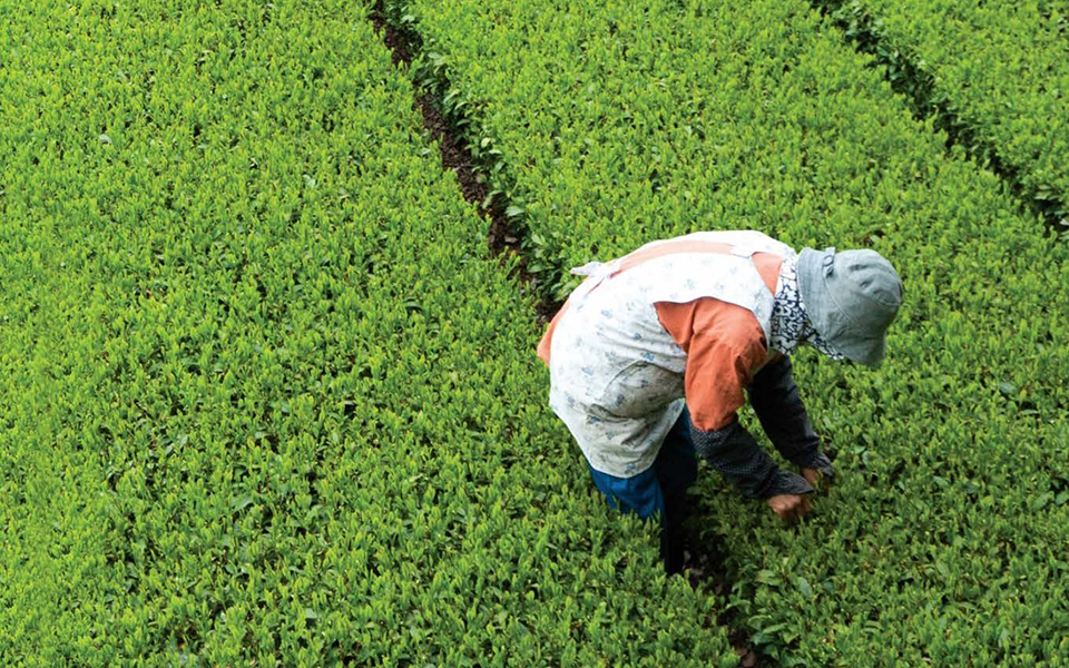 Candidaturas para apoio financeiro aos sectores agrícolas abertas até dia 28