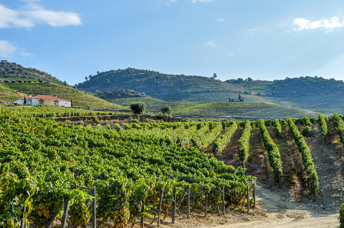 Douro Wine City: o regresso da celebração do vinho