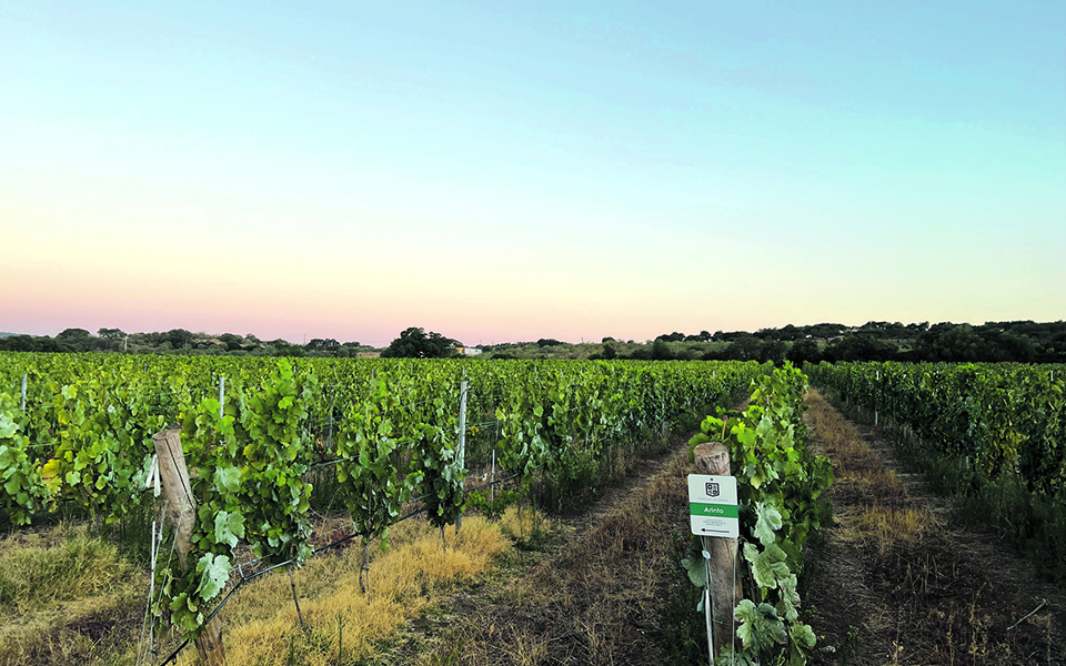 Na Herdade da Amada os vinhos também se fazem com afetos