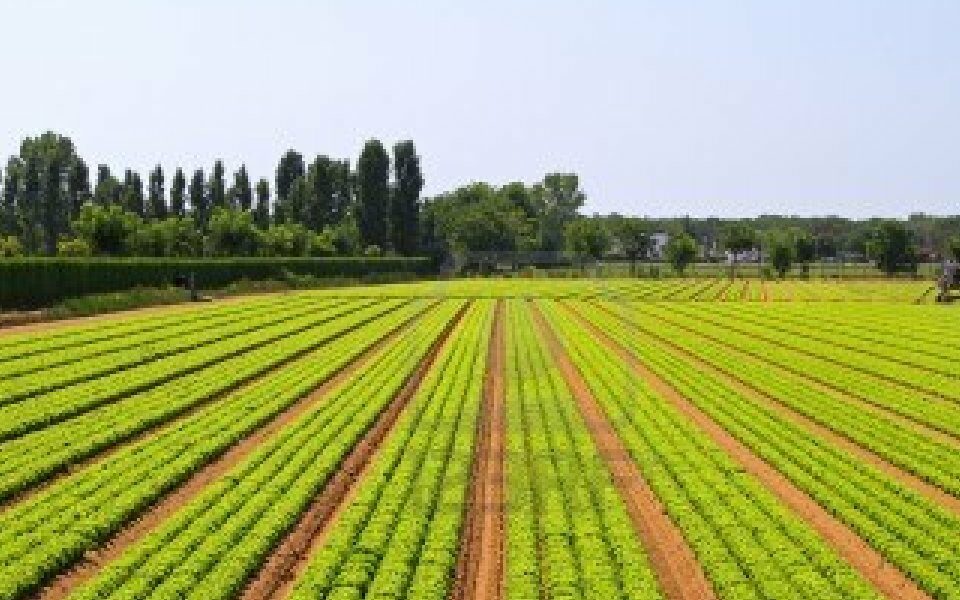 Agricultura tem falta crónica de trabalhadores e contratação de estrangeiros é imprescindível