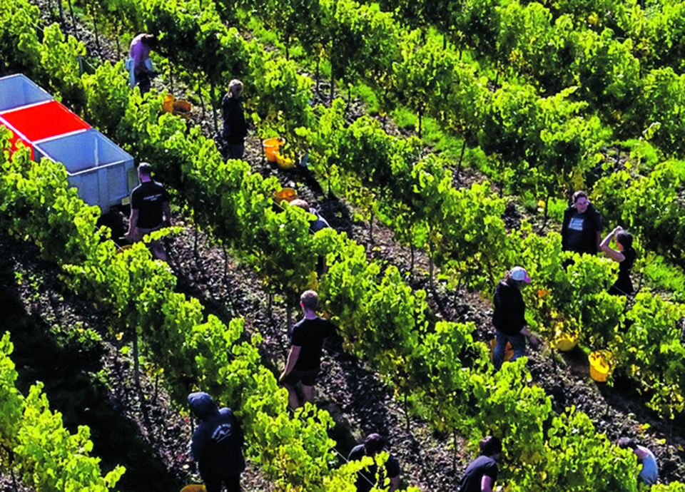 A ousadia de uma bíblia que leva os vinhos do mundo a ‘tutti quanti’